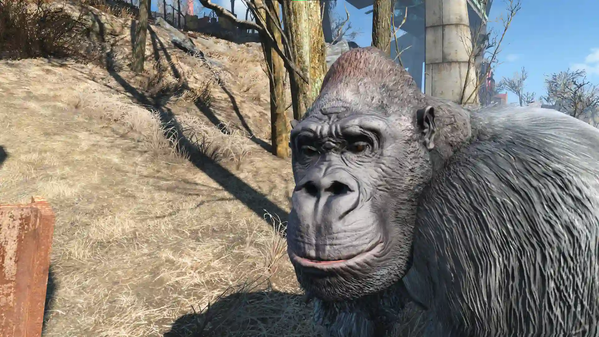 Gorilla Companion