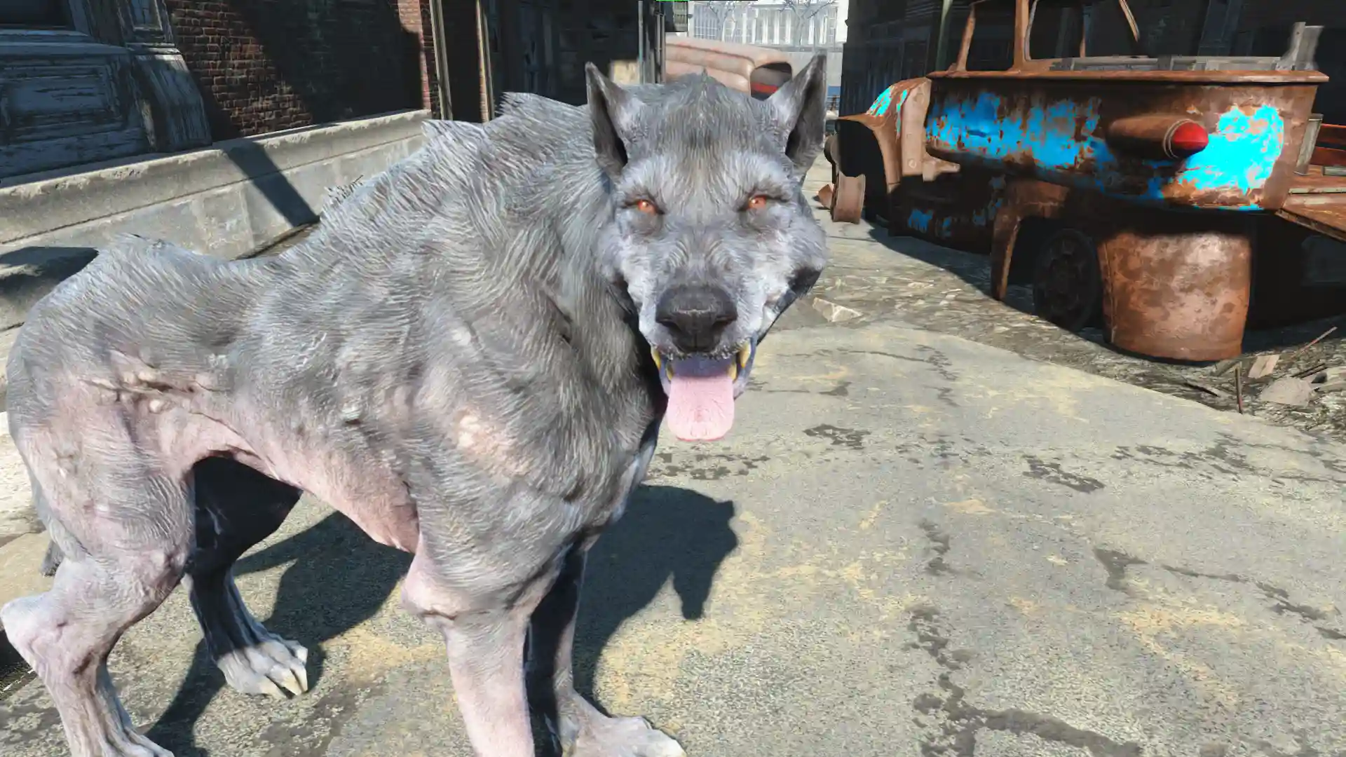 Wolf Companion